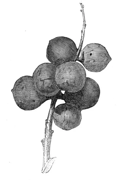 Framed Print : Gall-nuts upon oak trees in Devon, 1857. Creator: Unknown Framed Print : Gall-nuts upon oak trees in Devon, 1857. Creator: Unknown