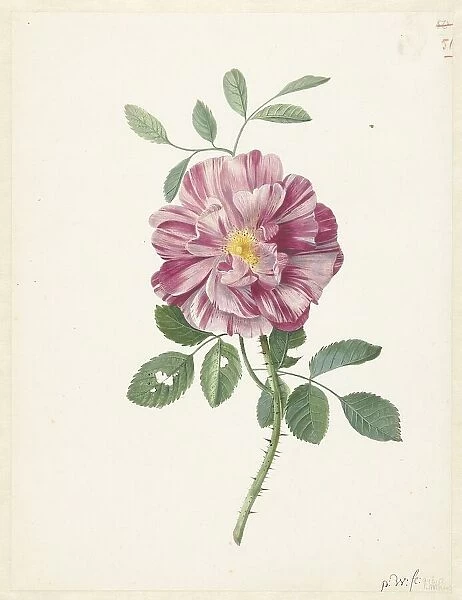 Gallic Rose (Rosa gallica L. Versicolor'), c.1686-c.1692. Creator: Pieter Withoos