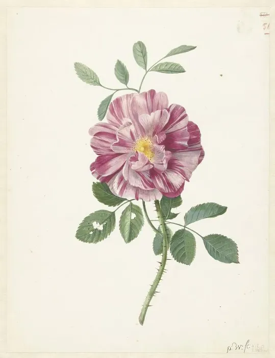 Framed Print : Gallic Rose (Rosa gallica L. Versicolor'), c.1686-c.1692. Creator: Pieter Withoos Framed Print : Gallic Rose (Rosa gallica L. Versicolor'), c.1686-c.1692. Creator: Pieter Withoos