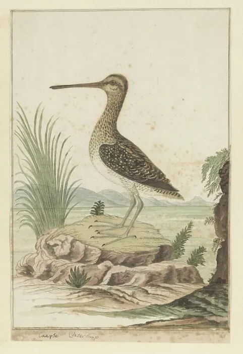 Framed Print : Gallinago nigripennis (African snipe), 1777-1786. Creator: Robert Jacob Gordon Framed Print : Gallinago nigripennis (African snipe), 1777-1786. Creator: Robert Jacob Gordon