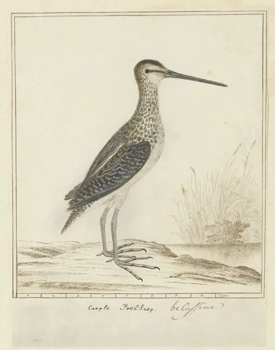 Framed Print : Gallinago nigripennis nigripennis (African snipe), 1777-1786. Creator: Robert Jacob Gordon Framed Print : Gallinago nigripennis nigripennis (African snipe), 1777-1786. Creator: Robert Jacob Gordon