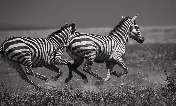Galloping Zebras. Creator: Viet Chu