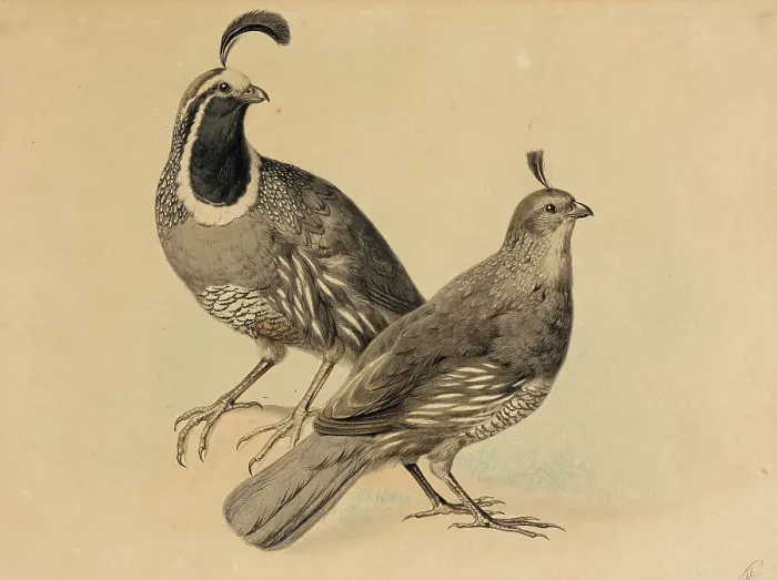 Framed Print : Gamble Quail, 1858. Creator: Charles Christian Nahl Framed Print : Gamble Quail, 1858. Creator: Charles Christian Nahl