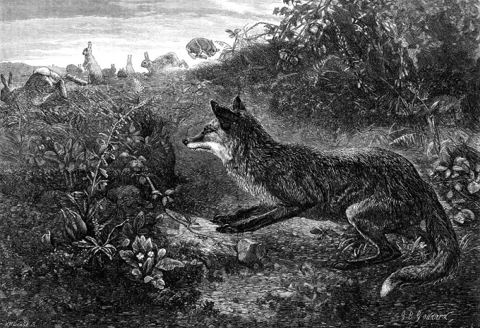 Framed Print : Gambols Disturbed, by G. B. Goddard, 1870. Creator: Horace Harral Framed Print : Gambols Disturbed, by G. B. Goddard, 1870. Creator: Horace Harral
