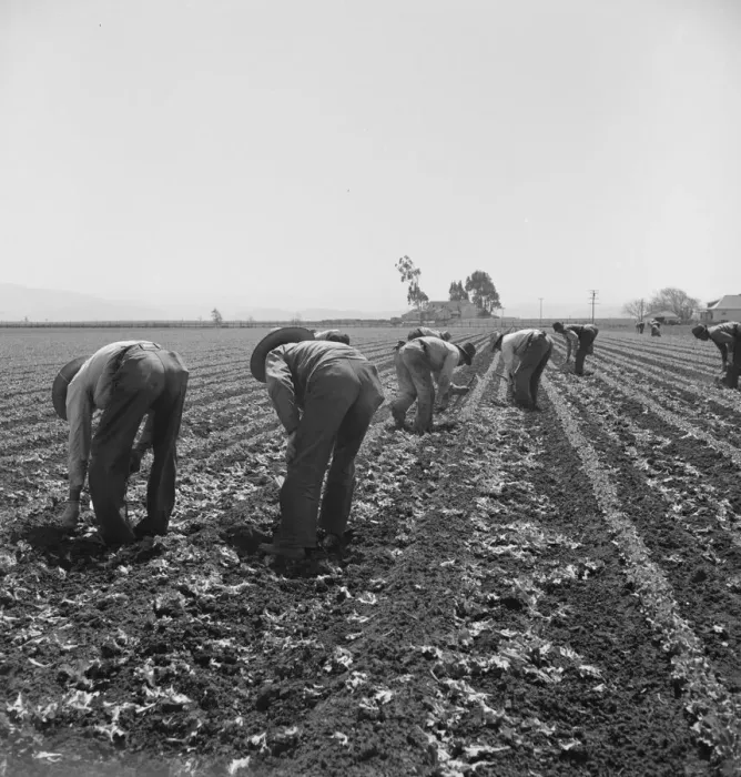 Framed Print : Gang of Filipino boys thinning lettuce, Salinas Valley, California, 1939. Creator: Dorothea Lange Framed Print : Gang of Filipino boys thinning lettuce, Salinas Valley, California, 1939. Creator: Dorothea Lange