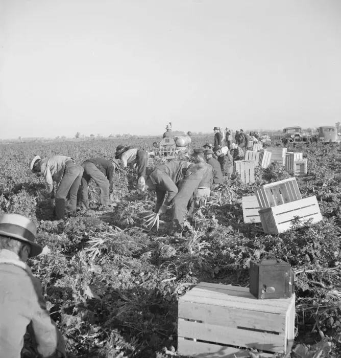 Framed Print : Gang of migratory carrot pullers in field, Imperial Valley, California, 1939. Creator: Dorothea Lange Framed Print : Gang of migratory carrot pullers in field, Imperial Valley, California, 1939. Creator: Dorothea Lange