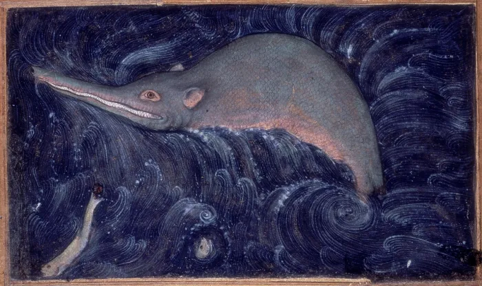 Framed Print : Ganges River Dolphin, 1590. Creator: Sarwan Framed Print : Ganges River Dolphin, 1590. Creator: Sarwan