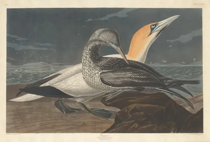 Framed Print : Gannet, 1836. Creator: Robert Havell Framed Print : Gannet, 1836. Creator: Robert Havell