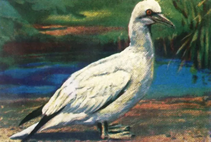 Framed Print : Gannet, c1928. Creator: Unknown Framed Print : Gannet, c1928. Creator: Unknown