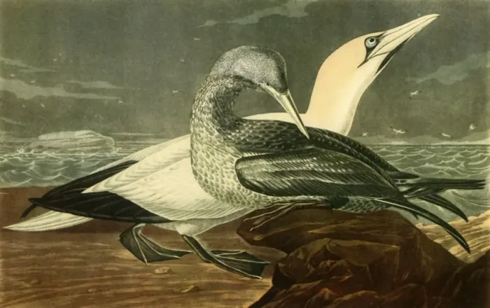 Framed Print : Gannets, 1836, (1942). Creator: John James Audubon Framed Print : Gannets, 1836, (1942). Creator: John James Audubon