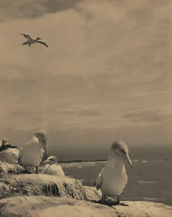 Framed Print : Gannets, c1939. Creator: Thelma Kent Framed Print : Gannets, c1939. Creator: Thelma Kent