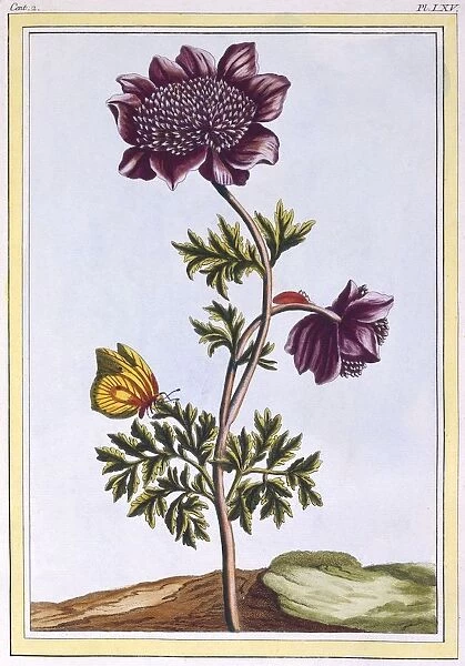 Garden Anenome (Windflower), pub. 1776. Creator: Pierre Joseph Buchoz (1731-1807)