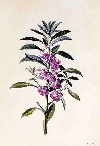 Garden Balsam (Impatiens Balsamina), c. 1746 (hand coloured engraving)