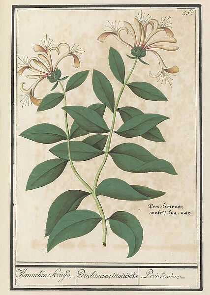 Garden or common honeysuckle (Lonicera caprifolium), 1596-1610. Creators: Anselmus de Boodt, Elias Verhulst