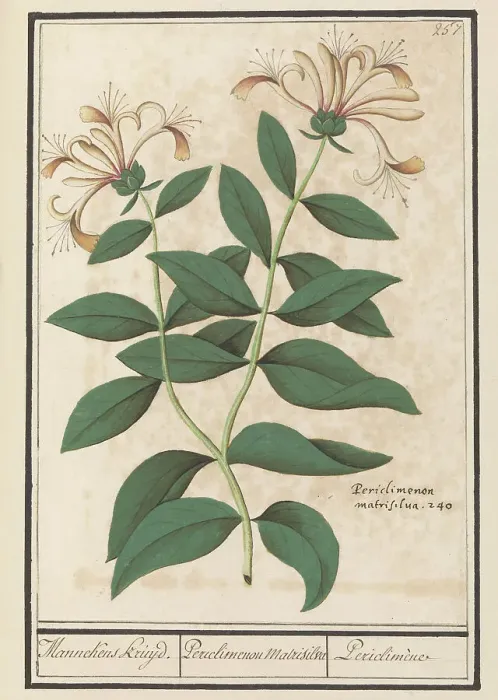 Framed Print : Garden or common honeysuckle (Lonicera caprifolium), 1596-1610. Creators: Anselmus de Boodt, Elias Verhulst Framed Print : Garden or common honeysuckle (Lonicera caprifolium), 1596-1610. Creators: Anselmus de Boodt, Elias Verhulst