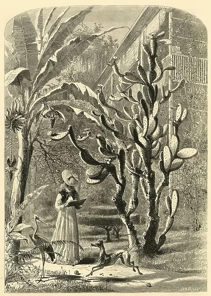 A Garden in Florida, 1872. Creator: John J. Harley