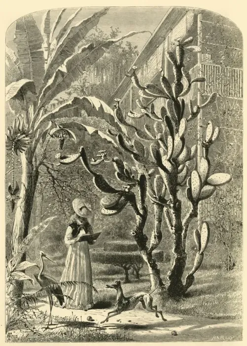 Framed Print : A Garden in Florida, 1872. Creator: John J. Harley Framed Print : A Garden in Florida, 1872. Creator: John J. Harley