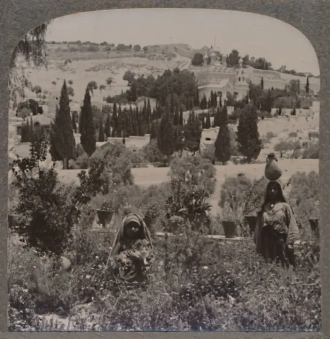 Framed Print : Garden of Gethsemane and Mount of Olives from Greek Gardens, c1900 Framed Print : Garden of Gethsemane and Mount of Olives from Greek Gardens, c1900