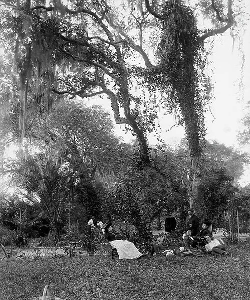 Garden near Daytona, between 1880 and 1897. Creator: William H. Jackson