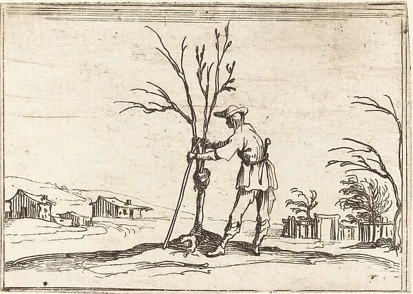 Gardener Pruning a Tree, 1628. Creator: Jacques Callot