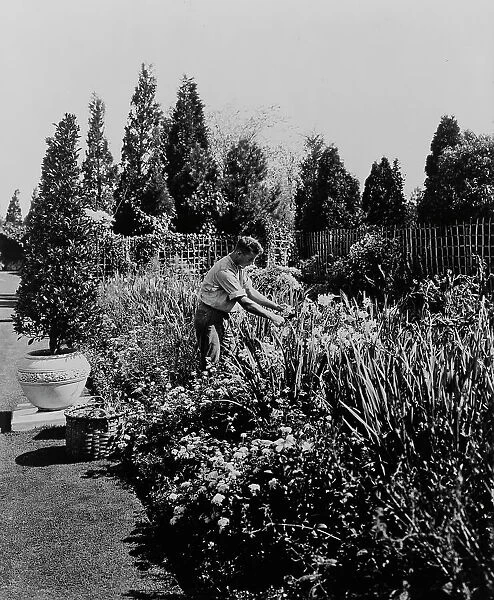 Gardener tending floral border, posed to...Rudyard Kipling's poem The Glory of the Garden, 1917. Creator: Frances Benjamin Johnston