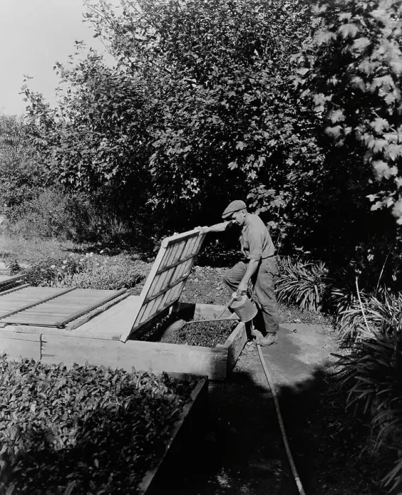 Framed Print : Gardener watering cold frame plants, posed...Rudyard Kipling's poem The Glory of the Garden, 1917. Creator: Frances Benjamin Johnston