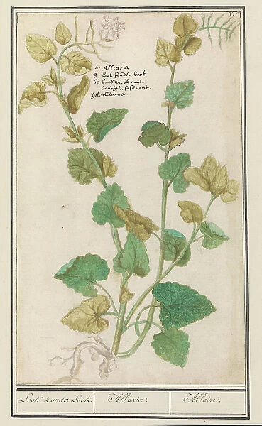 Garlic mustard (Alliaria), 1596-1610. Creators: Anselmus de Boodt, Elias Verhulst