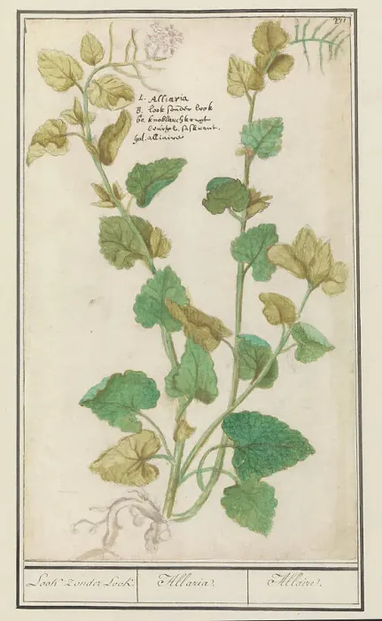 Framed Print : Garlic mustard (Alliaria), 1596-1610. Creators: Anselmus de Boodt, Elias Verhulst Framed Print : Garlic mustard (Alliaria), 1596-1610. Creators: Anselmus de Boodt, Elias Verhulst