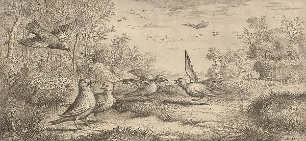 Garrulus, Gey (The Jay): Livre d Oyseaux (Book of Birds), 1655-1660