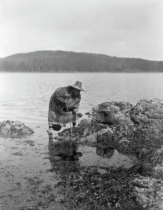Framed Print : Gathering abalones-Nakoaktok, c1910. Creator: Edward Sheriff Curtis Framed Print : Gathering abalones-Nakoaktok, c1910. Creator: Edward Sheriff Curtis