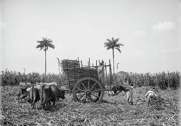Gathering cane on a Cuban sugar plantation, between 1900 and 1906. Creator: Unknown