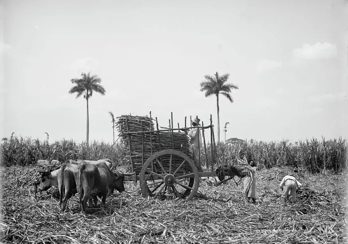 Framed Print : Gathering cane on a Cuban sugar plantation, between 1900 and 1906. Creator: Unknown Framed Print : Gathering cane on a Cuban sugar plantation, between 1900 and 1906. Creator: Unknown