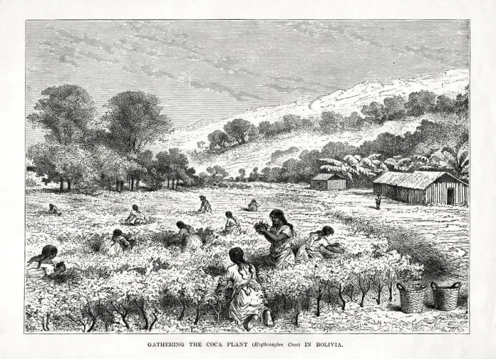Framed Print : Gathering the Coca Plant (Erythroxylum coca) in Bolivia, 1877 Framed Print : Gathering the Coca Plant (Erythroxylum coca) in Bolivia, 1877