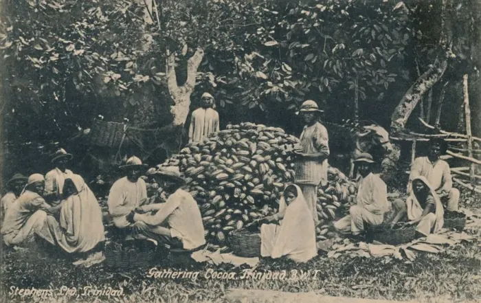 Framed Print : Gathering Cocoa, Trinidad, B. W. I. early 20th century. Creator: Unknown Framed Print : Gathering Cocoa, Trinidad, B. W. I. early 20th century. Creator: Unknown