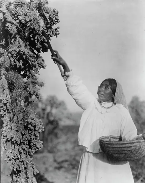 Framed Print : Gathering hanamh - Papago woman picking cactus fruit with wooden stick, Arizona, c1907. Creator: Edward Sheriff Curtis Framed Print : Gathering hanamh - Papago woman picking cactus fruit with wooden stick, Arizona, c1907. Creator: Edward Sheriff Curtis