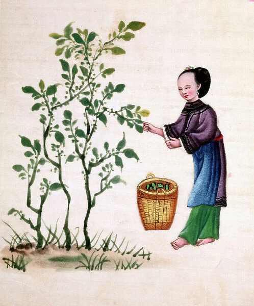 Gathering mulberry leaves to feed silkworms, 19th century