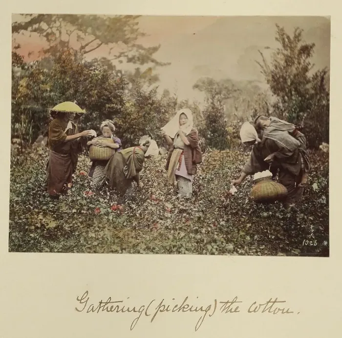 Framed Print : Gathering (Picking) the Cotton, about 1873-1883. Creator: Shinichi Suzuki I Framed Print : Gathering (Picking) the Cotton, about 1873-1883. Creator: Shinichi Suzuki I