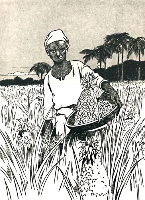 Framed Print : Gathering Pineapples, 1912. Artist: Charles Robinson Framed Print : Gathering Pineapples, 1912. Artist: Charles Robinson