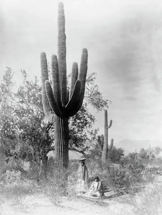 Framed Print : Gathering saguaro fruit, 1907, c1907. Creator: Edward Sheriff Curtis Framed Print : Gathering saguaro fruit, 1907, c1907. Creator: Edward Sheriff Curtis