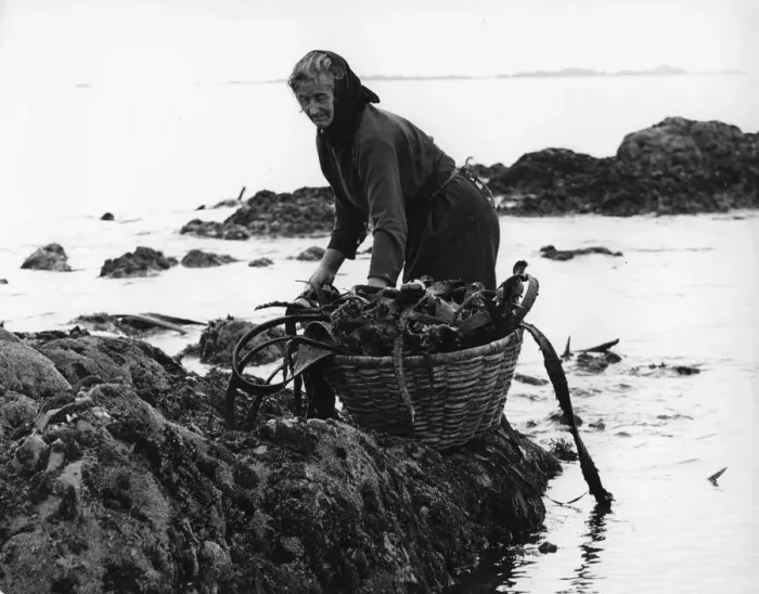 Framed Print : Gathering seaweed, Portugal, c1960s Framed Print : Gathering seaweed, Portugal, c1960s