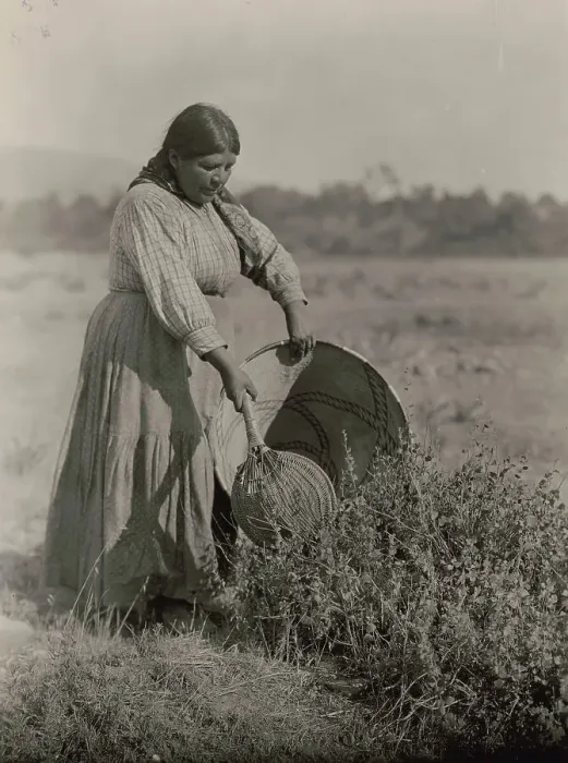 Framed Print : Gathering Seeds-Coast Pomo, c1924. Creator: Edward Sheriff Curtis Framed Print : Gathering Seeds-Coast Pomo, c1924. Creator: Edward Sheriff Curtis