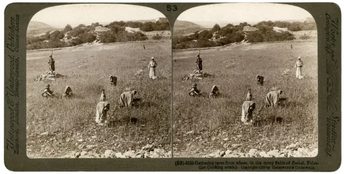 Framed Print : Gathering tares from wheat in the stony fields of Bethel (Baytin), Palestine, 1900. Artist: Underwood & Underwood Framed Print : Gathering tares from wheat in the stony fields of Bethel (Baytin), Palestine, 1900. Artist: Underwood & Underwood