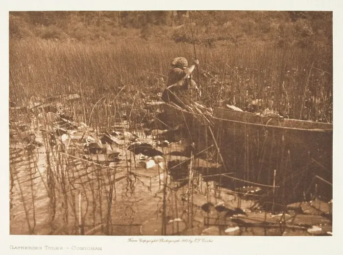 Framed Print : Gathering Tules-Cowichan, 1912. Creator: Edward Sheriff Curtis Framed Print : Gathering Tules-Cowichan, 1912. Creator: Edward Sheriff Curtis
