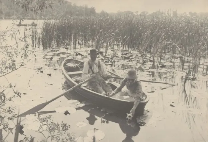 Framed Print : Gathering Water-Lilies, 1886. Creator: Dr Peter Henry Emerson