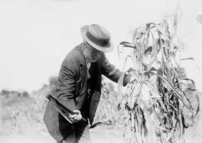 Framed Print : Gaynor in the cornfields, St. James, L.I. 1910. Creator: Bain News Service Framed Print : Gaynor in the cornfields, St. James, L.I. 1910. Creator: Bain News Service