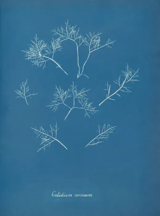 Framed Print : Gelidium corneum, ca. 1853. Creator: Anna Atkins Framed Print : Gelidium corneum, ca. 1853. Creator: Anna Atkins