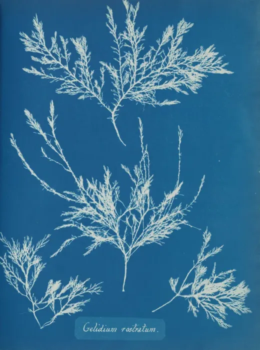 Framed Print : Gelidium rostratum, ca. 1853. Creator: Anna Atkins Framed Print : Gelidium rostratum, ca. 1853. Creator: Anna Atkins