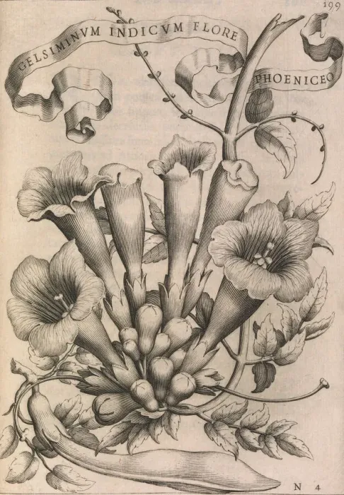 Framed Print : Gelsiminvm indicvm flore phoeniceo, 1633. Creator: Johann Friedrich Greuter Framed Print : Gelsiminvm indicvm flore phoeniceo, 1633. Creator: Johann Friedrich Greuter