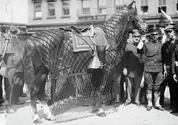 Framed Print : Gen. Grant's horse, 1912. Creator: Bain News Service