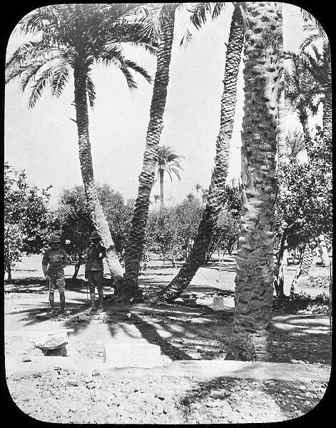General Gordons Garden, Khartoum, Sudan, c1890. Artist: Newton & Co